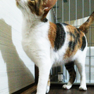 三毛猫2歳女の子　甘えたで人懐っこいです - 大阪市
