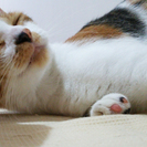 三毛猫2歳女の子　甘えたで人懐っこいです - 猫