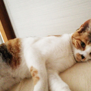 三毛猫2歳女の子　甘えたで人懐っこいです − 大阪府