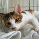 三毛猫2歳女の子　甘えたで人懐っこいです - 里親募集