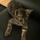 とっても美人さんです