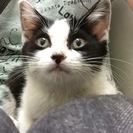 元気なオスの白黒猫、約２ヶ月です - 太田市