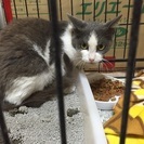 誰か貰ってください