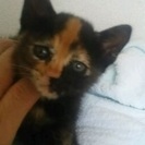 レッサーパンダみたいなサビ三毛ちゃん（メス、1.5ヶ月）の画像