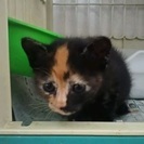 レッサーパンダみたいなサビ三毛ちゃん（メス、1.5ヶ月） - 横浜市