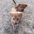 まだ生後1月くらいの元気な子犬たちです！