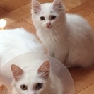 子猫の里親様を募集します
