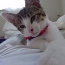 4ヶ月の子猫くん。