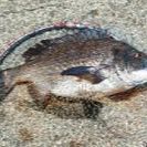 黒鯛釣り
