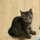 生後二ヶ月 トイレも出来る女の子です