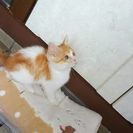 2ヶ月の人馴れしている子猫♂
