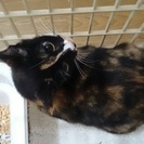 三毛サビの若葉ちゃん❤️