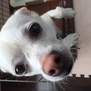 可愛がって頂ける方に差し上げます。
