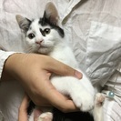 お顔のキズ柄がチャームポイントでカワイイ、ムギくん♪