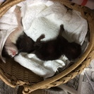 約３週間の子猫の里親を探しています。