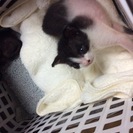 約３週間の子猫の里親を探しています。 - 岩国市