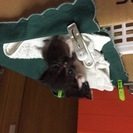 約３週間の子猫の里親を探しています。 - 猫