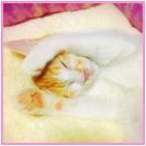 飼い主様が見つかりました。ありがとうございました。
