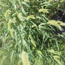 庭の草むしり＆除草剤散布＆防草シート張り等、お願いできる方を探し...
