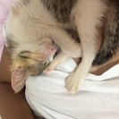 2ヶ月の甘えん坊な三毛猫ちゃん♡ - 猫