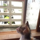2ヶ月の甘えん坊な三毛猫ちゃん♡ − 大阪府