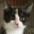 愛らしい三毛猫の仔猫が２匹います！！