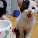 愛情いっぱいの里親さん。家族の一員にして下さい。