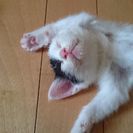 愛情いっぱいの里親さん。家族の一員にして下さい。 - 赤磐市