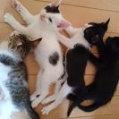 愛情いっぱいの里親さん。家族の一員にして下さい。 - 猫