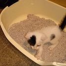 愛情いっぱいの里親さん。家族の一員にして下さい。 − 岡山県