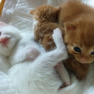 ニャンズ３姉妹弟