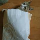 猫じゃらしで遊ぶのが好きな子猫です
