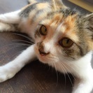 生後３か月程度の三毛猫(女の子）です