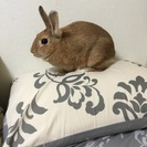 ミニウサギ