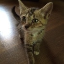 キジトラの靴下をはいた女の子