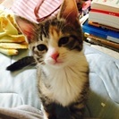 三毛猫