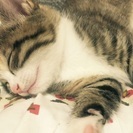 三毛猫 - 猫
