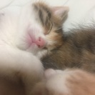 三毛猫 − 宮城県