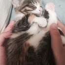 三毛猫 - 里親募集