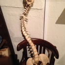 骨の模型の画像