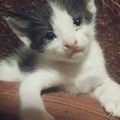 子猫里親募集中