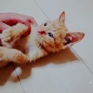 子猫の里親募集。