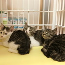 子猫二か月半2兄妹