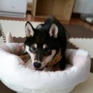 黒柴の里親探してます