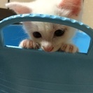 里親募集中です。