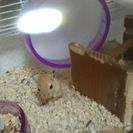 カラージャービル