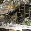 で、でかい！極太しっぽのキジトラ「まんぞくさん」 - 鎌ケ谷市