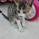 子猫の里親募集しています