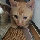 アメショ柄の男の子です♪