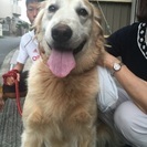 ゴールデンレトリバー！助けてください！ − 大阪府